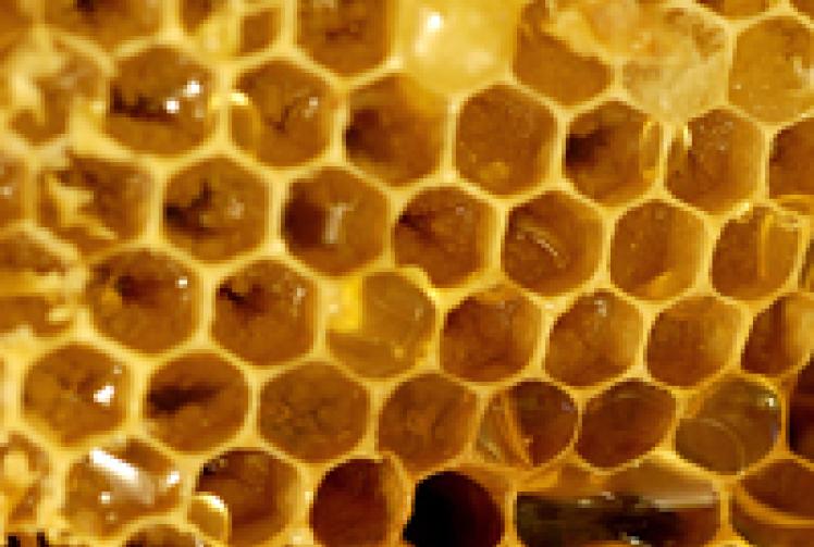 Honey is heaven for hayfever sufferers