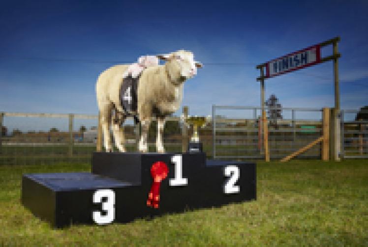 Speedy sheep wins place in Guinness Book of World Records Maidenhead Advertiser