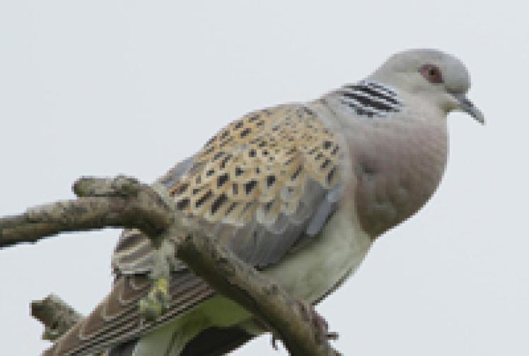 Turtle doves and grey partridges are declining Maidenhead Advertiser