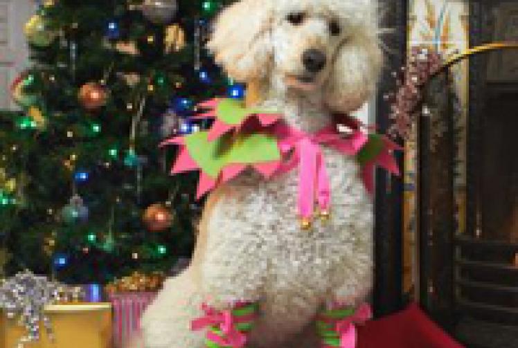 Turn your dog into Santa's little helper 