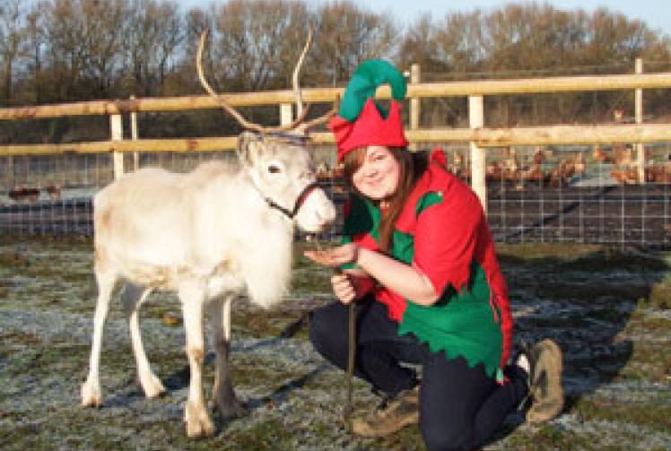 Reindeers ready for Hare Hatch Sheeplands visit