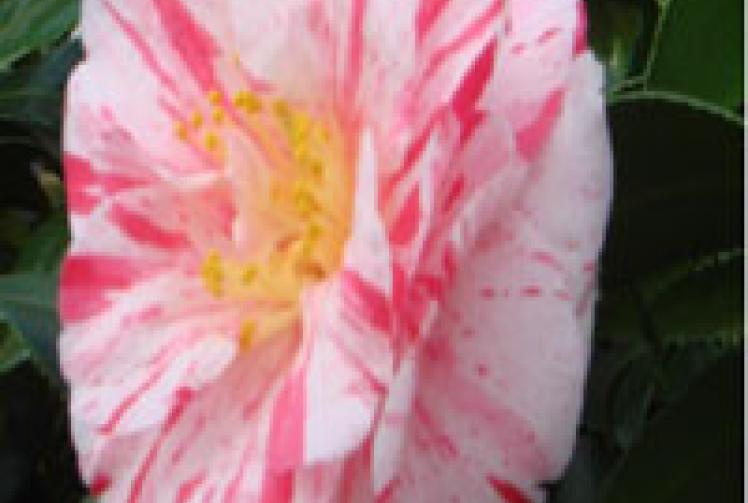 Free Camellia worth £6.99