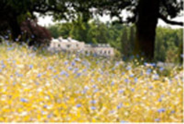Flower meadow at Coworth Park in Ascot inspires afternoon tea treat