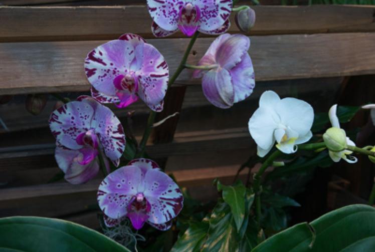 Orchid paradise at Kew