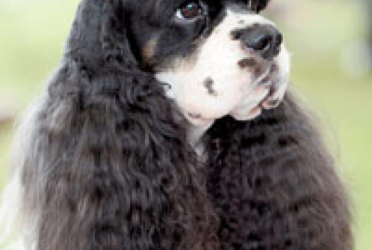 Dog lovers prepare for Windsor Championship Dog Show
