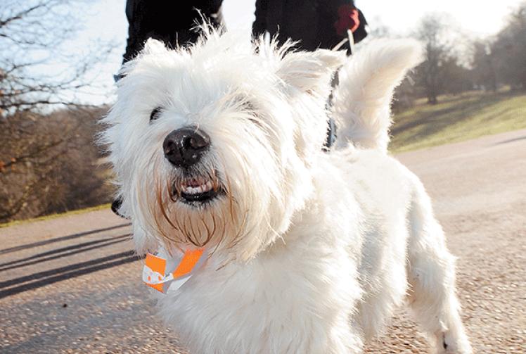 Canine capers ahead at Woofs and Wellies fundraiser in aid of Thames