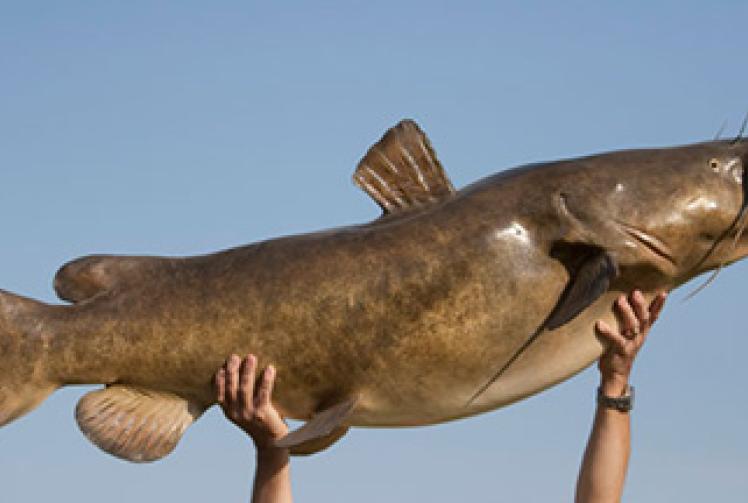 Big Fish Column: Catfish taken on light lure gear with split tail shad as bait