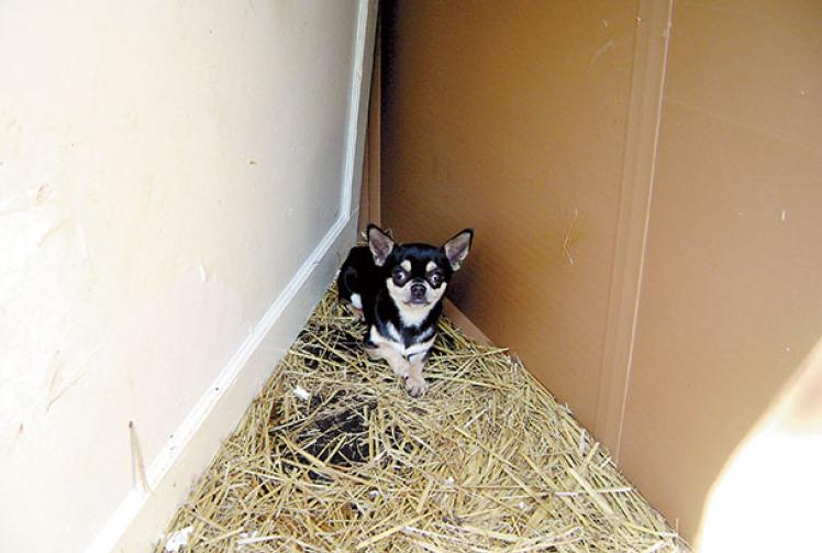 Two year investigation into illegal breeding reveals real price of that