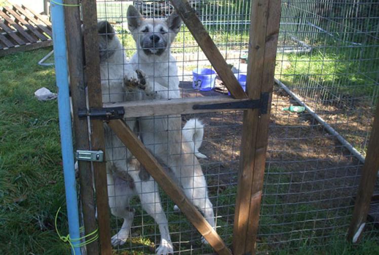 Slough man banned from keeping animals for 10 years for mistreating dog and puppies