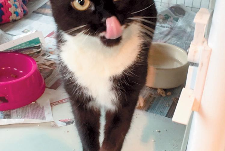 Pets Corner: Daisy, Katy, Purdy and Flick at the Animal Sanctuary
