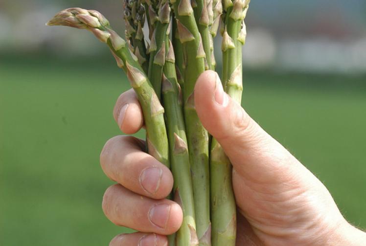 Family businesses share their history and spring tips