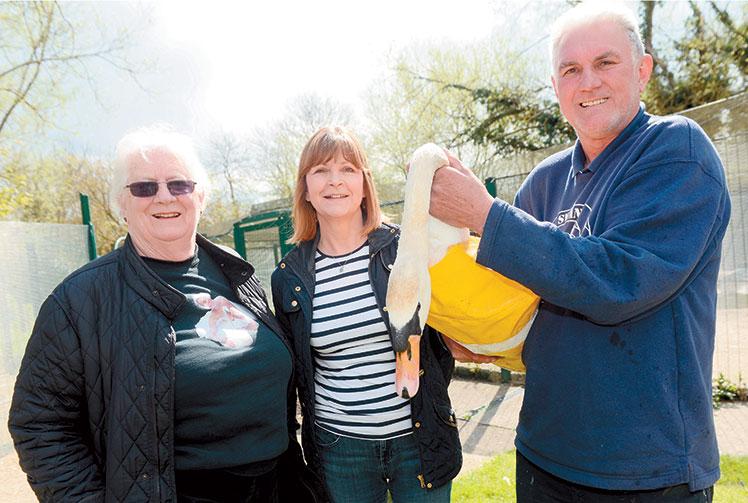 Charity dedicated to saving swans marks 30 year anniversary