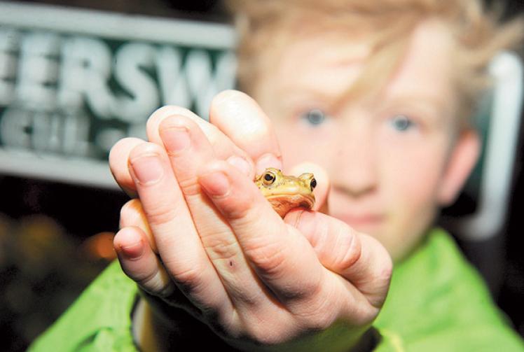 Toad patrol helps to boost numbers in Deerswood Maidenhead Advertiser