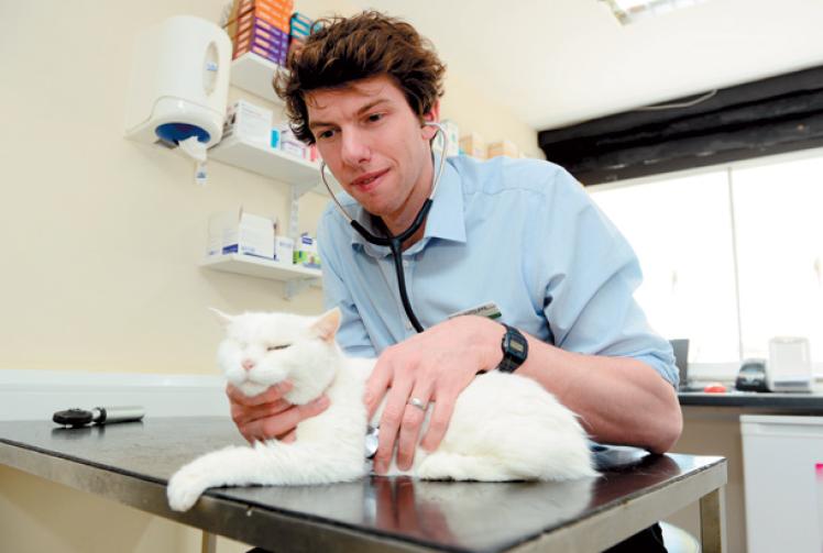 All creatures waggy, furry and purrrry...welcome to the world of Kelperland Veterinary Centre