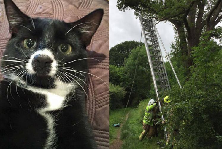 Firefighters rescue cat from 40ft tree in Pinkneys Green Maidenhead