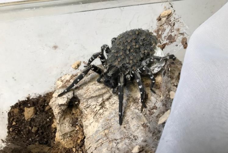 Critically endangered wolf spider successfully bred by BCA