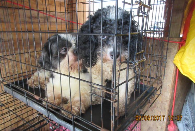 Breeder loses appeal over eight year animal ban