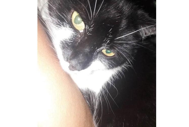 Pet Owners Warned To Be Vigilant After Suspected Cat Poisoning In Maidenhead Maidenhead Advertiser