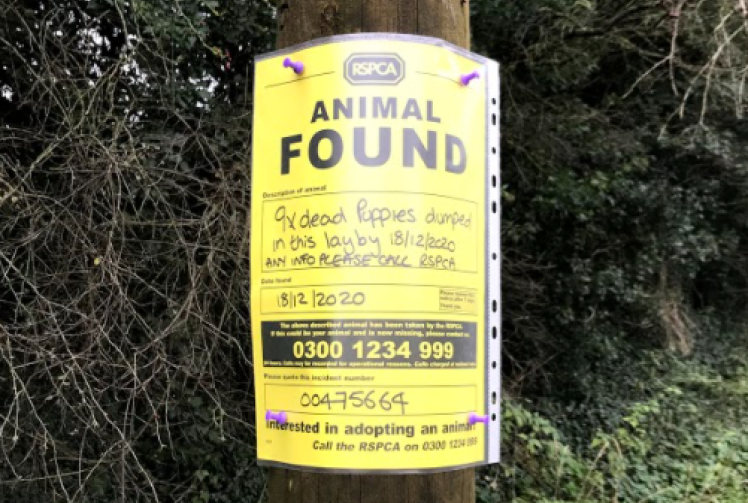 Dead puppies 'discarded like rubbish' in Marlow lay-by