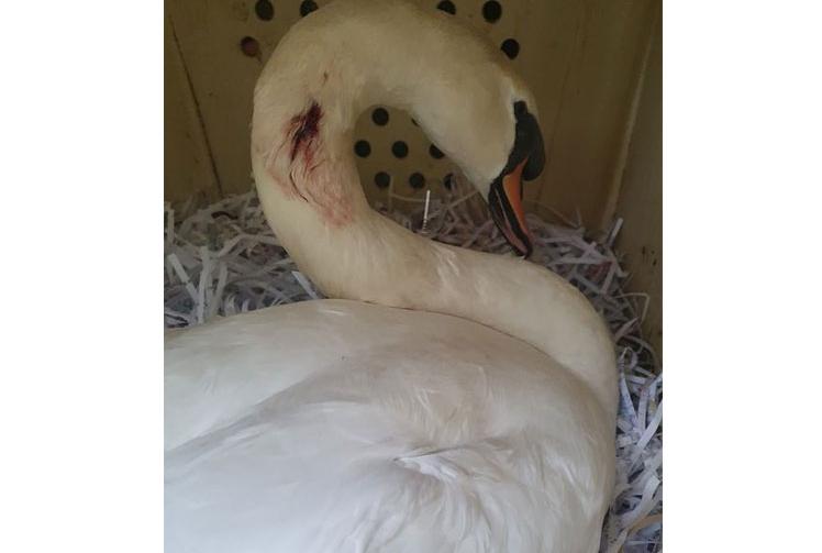 Swan wounded by air gun attack in Langley Park