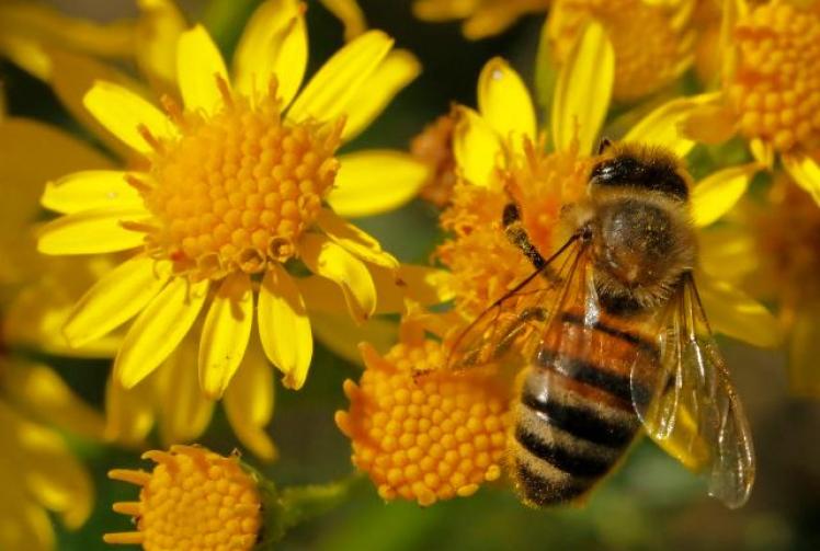 Marlow becomes England's first 'bee town' 