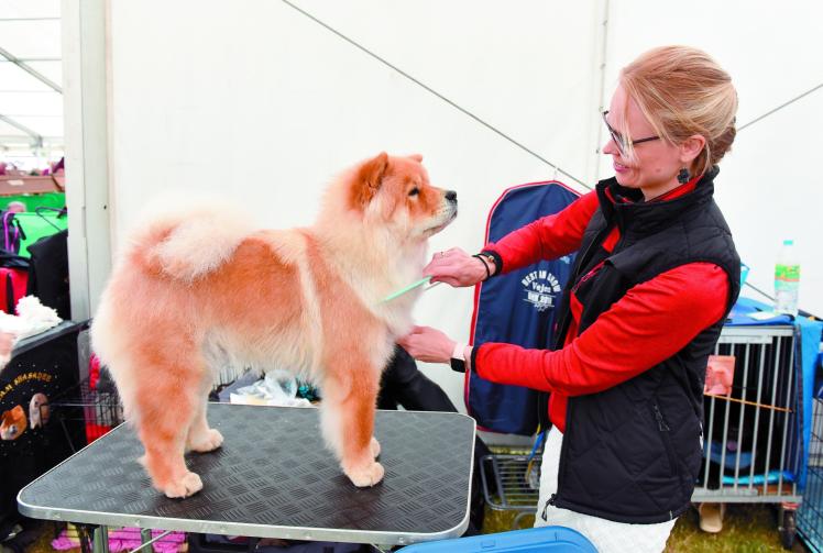 Royal Windsor Dog Show promises a pawsome summer of canine fun