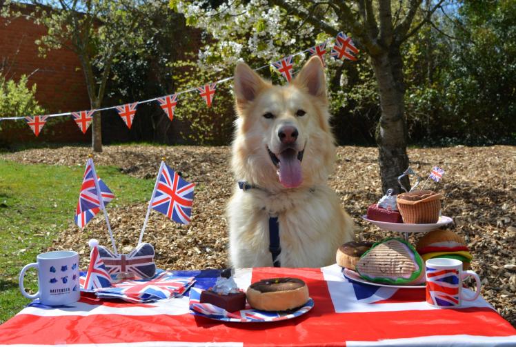 Rescue dogs enjoy a Coronation street party in Windsor