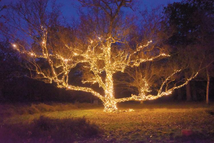 Storm Darragh: Windsor Great Park to close due to strong winds