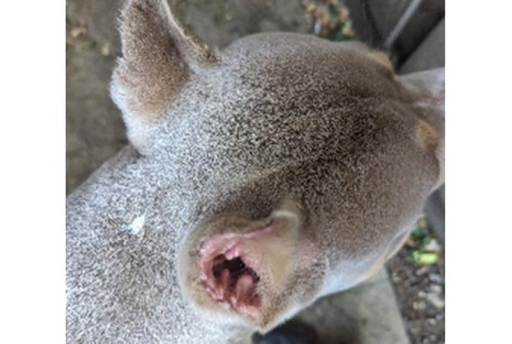 Taplow woman fined and banned from owning dogs after illegal ear-cropping