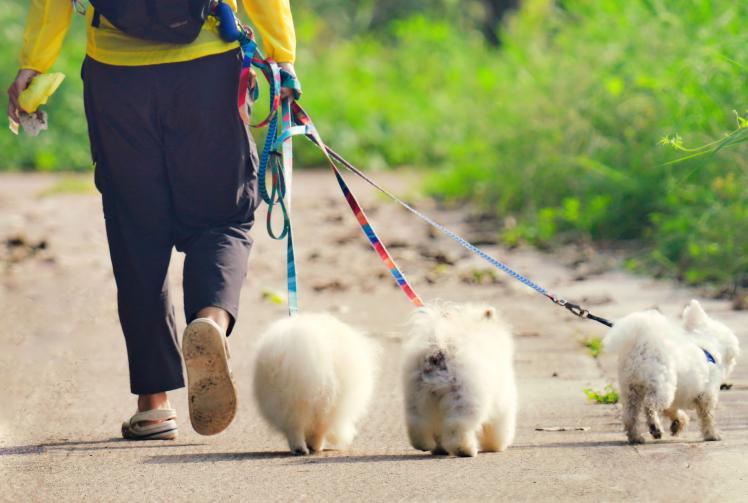 New dog walking rules brought in to protect Windsor Great Park