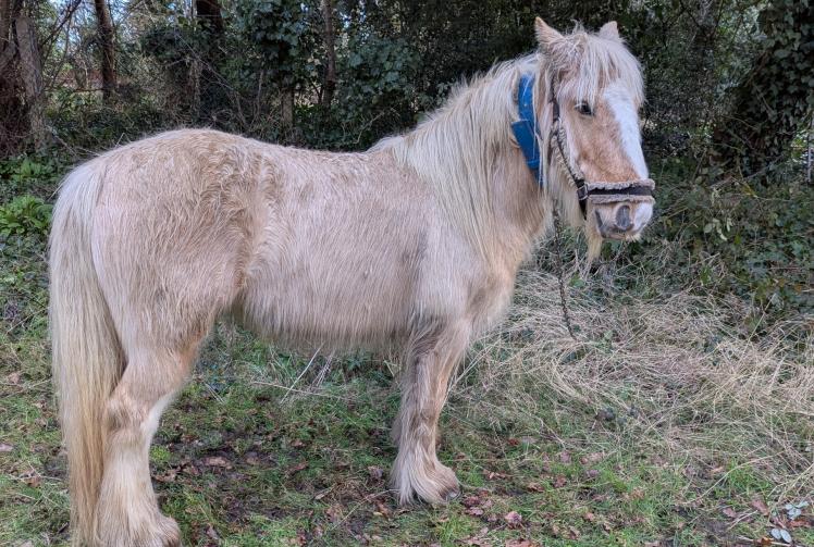 Horse stuck in barbed wire rescued and returned to owners