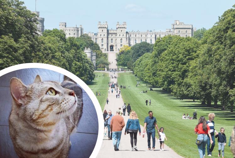 Dexter: ‘Windsor’s favourite cat’ memorial fundraiser soars over £16k