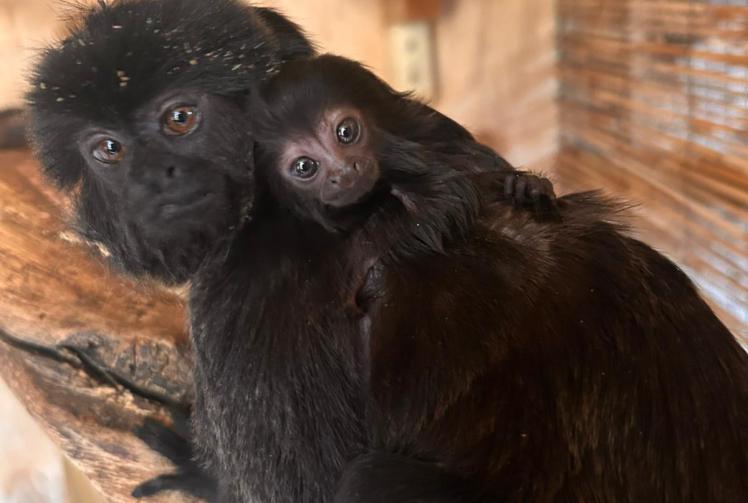 Zookeepers 'thrilled' at birth of rare Amazonian monkey at BCA