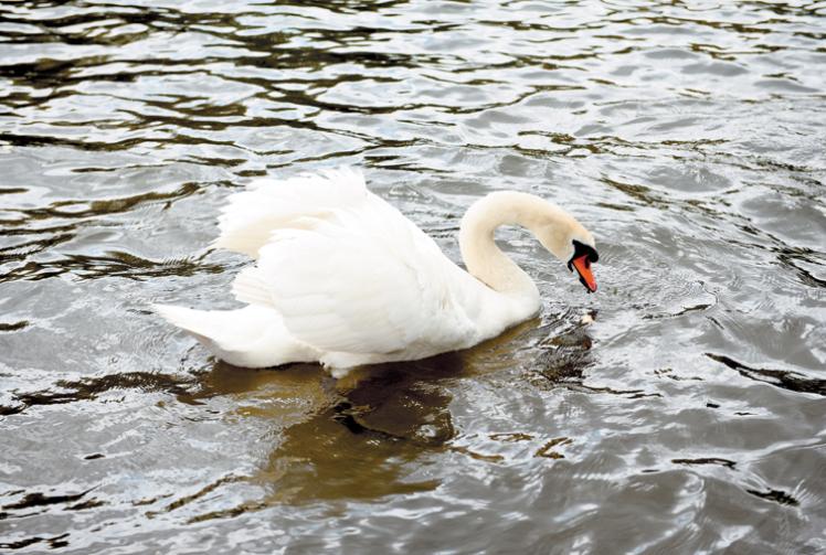 Avian flu fears as 'devastating' number of dead swans reported around RBWM