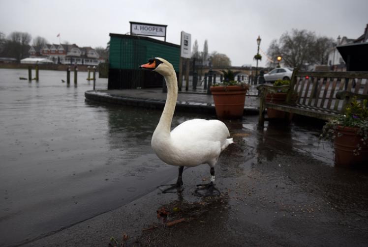 Your letters: No scientific basis for town green mast fears