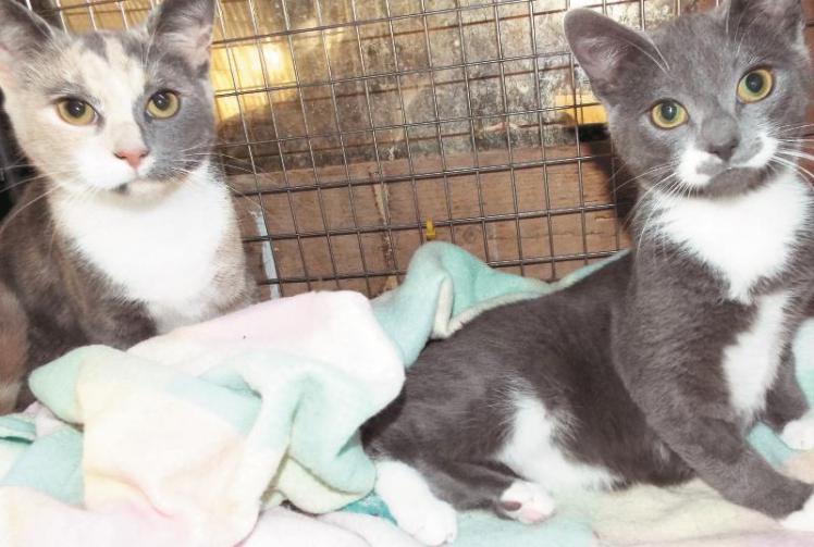 Pets Corner: Grace and Goldie at Maidenhead Cat Rescue