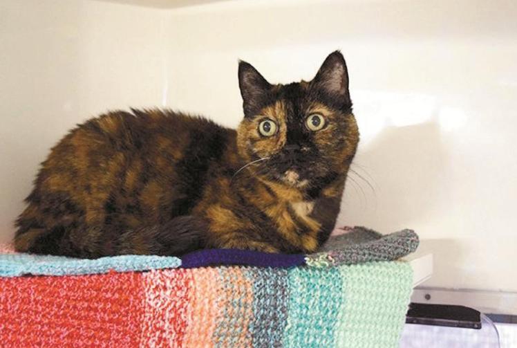 Battersea Old Windsor urges adopters to consider older cats
