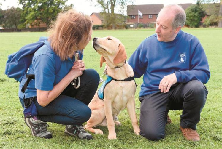 Puppy walkers needed to help train guide dogs