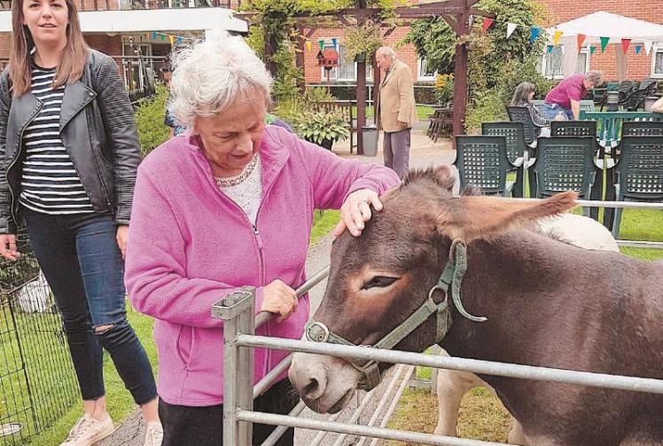 Farm animals pay visit to care home Photo 1 of 1 Maidenhead Advertiser
