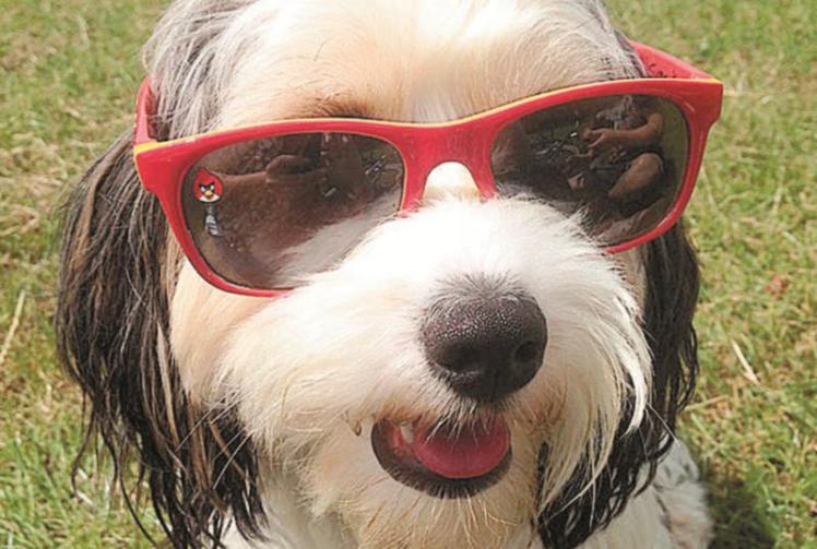 Sunniest June since 1976 recorded in Maidenhead