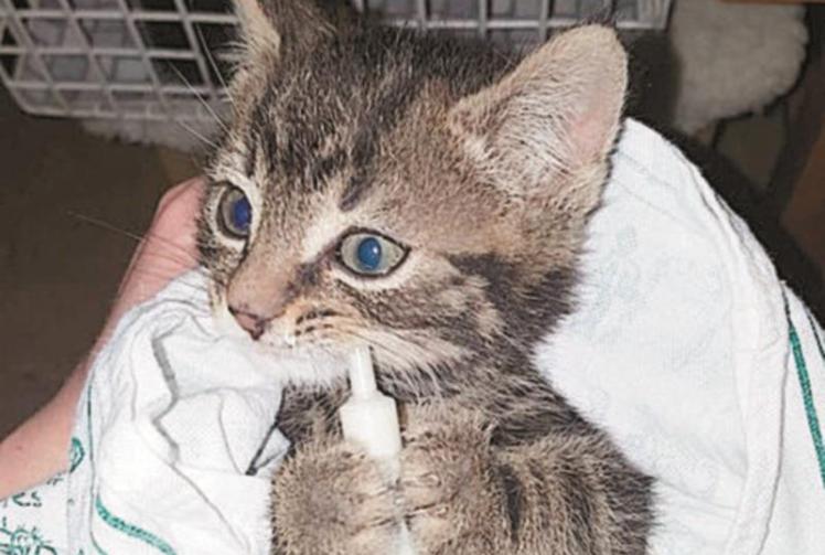 Maidenhead Cat Rescue calling for donations