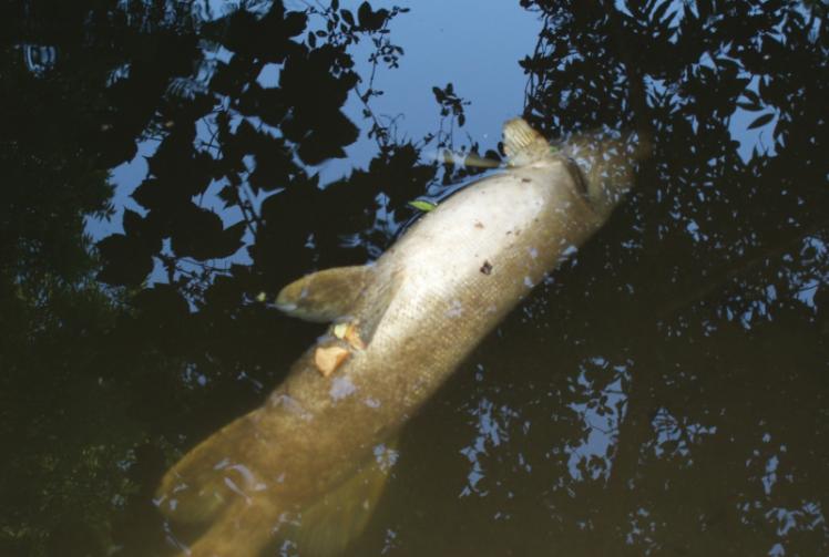 Thames Water told to pay £700,000 for polluting Maidenhead Ditch