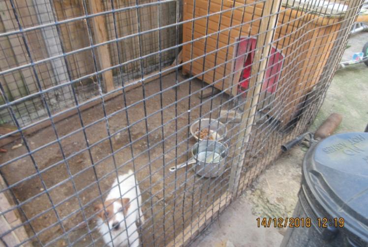Family handed pet ownership ban for neglecting dogs in Colnbrook  