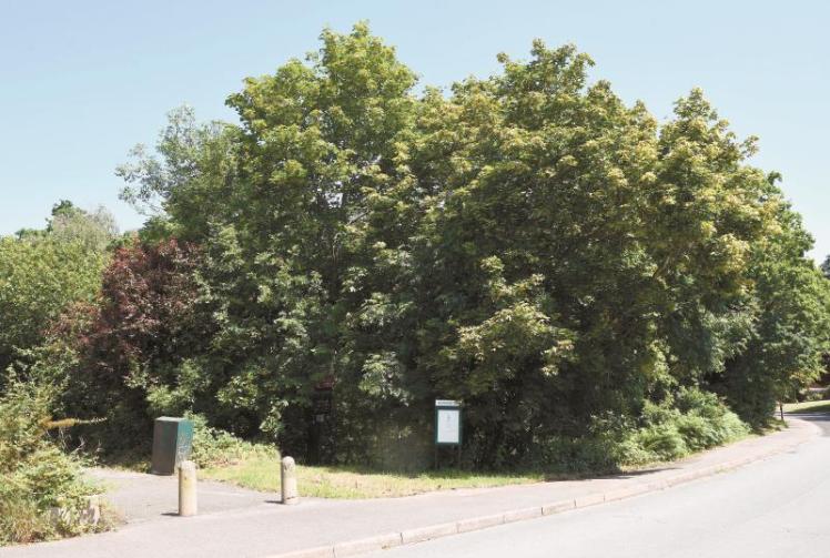 Royal Borough ecology report highlights biodiversity of Windsor woodland sites