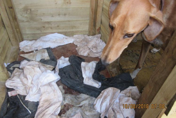 Animal ban for Colnbrook woman who kept dogs in filthy conditions