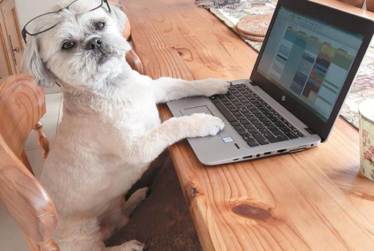 Shih Tzu Rocco scoops Advertiser Top Pet 2020 award
