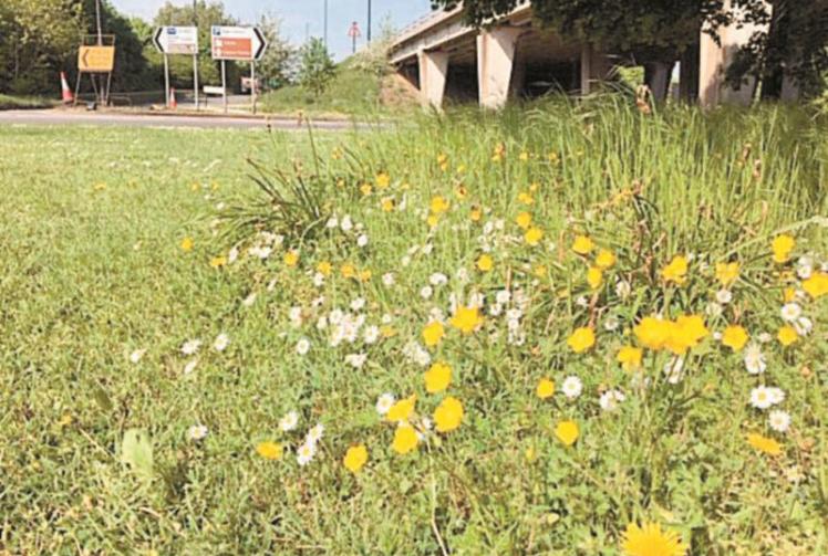 The environmental projects taking place in the Royal Borough to help tackle the climate emergency