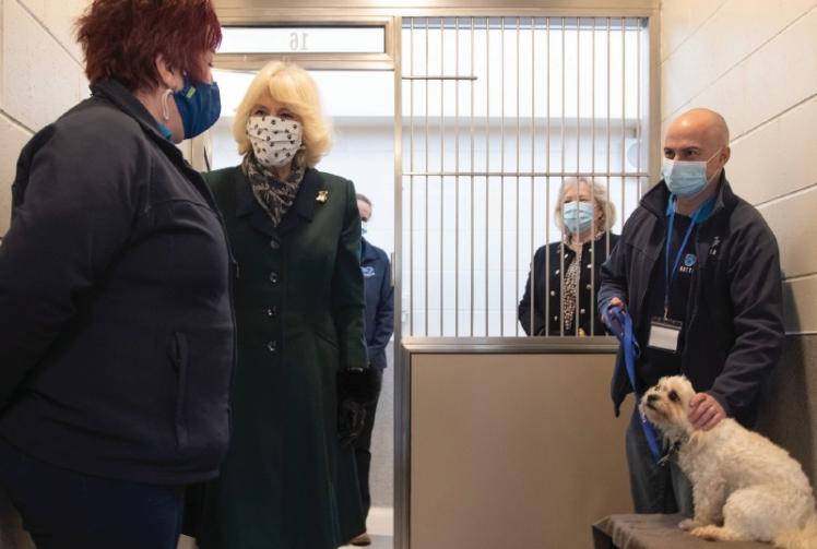 Battersea reflects on challenging year in time of COVID-19