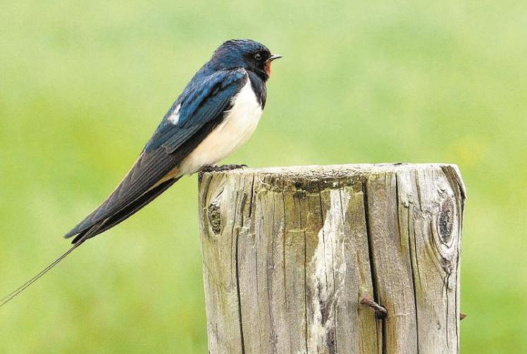 Be on the lookout for nesting swallows, asks wildlife group