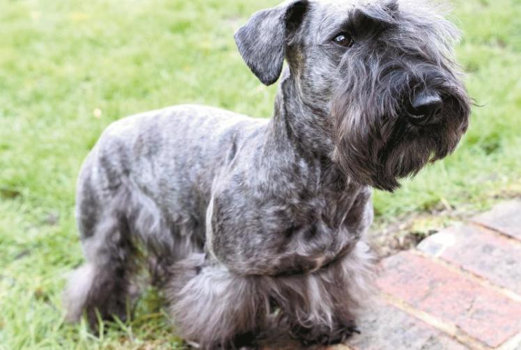 Old Windsor and Langley pooches scoop Crufts awards